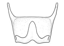   Anthidium rodriguezi  male, diagram showing ventral view of sixth sternum (S6), diagram from Gonzalez and Griswold 2013 
